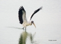 Wood-Stork;Mycteria-americana;Stork;One;one-animal;avifauna;bird;birds;feather;f